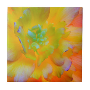 Eine hinterleuchtete, leuchtende Begonia-Blüte Fliese
