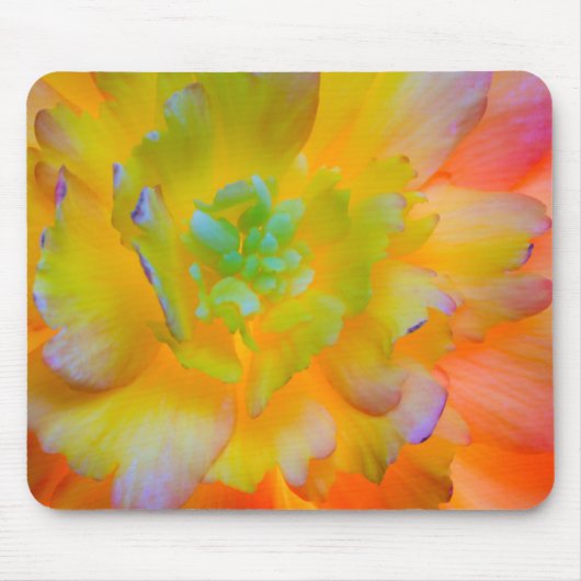 Eine hinterleuchtete, leuchtende Begonia-Blüte Mousepad (Vorne)
