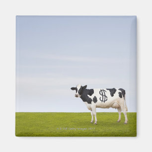 Eine Holstein-Milchkuh mit Stellen in Form Magnet