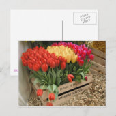 Eine Holzkiste mit Tulpen Postkarte (Vorne/Hinten)