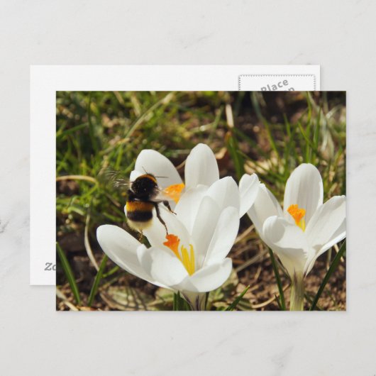 Eine Hummel, die zu einer Krokus-Blume fliegt Postkarte (Vorne/Hinten)