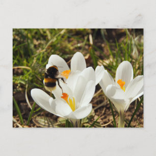 Eine Hummel, die zu einer Krokus-Blume fliegt Postkarte