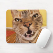 Eine humorvolle kleine Katze sitzt auf einem Hocke Mousepad (Mit Mouse)