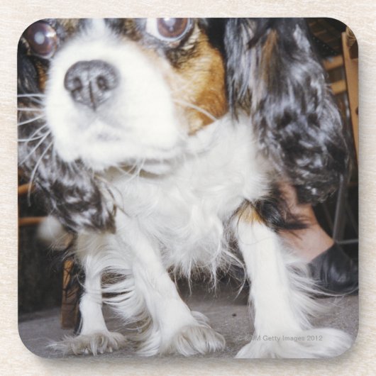 Eine Hundeschnüffelnnahaufnahme Getränkeuntersetzer (Vorderseite)