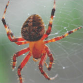 Eine hungrige Spinne wartet Aufkleber (Vorderseite)