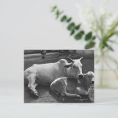 Eine indische Kuh und ihr Kalb liegen in einem Hof Postkarte (Stehend Vorderseite)