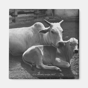 Eine indische Kuh und sein Kalb, die in einem Hof Magnet