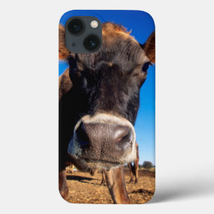 Eine Jersey-Kuh, die neugierig ist iPhone 13 Hülle