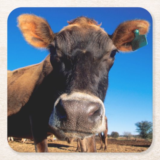 Eine Jersey-Kuh, die neugierig ist Rechteckiger Pappuntersetzer (Vorderseite)
