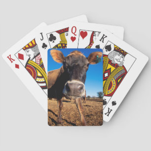 Eine Jersey-Kuh, die neugierig ist Spielkarten