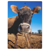 Eine Jerseykuh ist neugierig Klemmbrett (Rückseite)