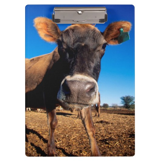 Eine Jerseykuh ist neugierig Klemmbrett (Vorderseite)