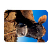 Eine Jerseykuh ist neugierig Magnet (Horizontal)