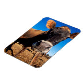 Eine Jerseykuh ist neugierig Magnet (Linke Seite)