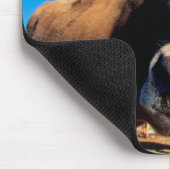 Eine Jerseykuh ist neugierig Mousepad (Ecke)