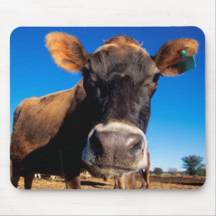 Eine Jerseykuh ist neugierig Mousepad