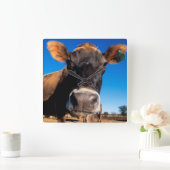 Eine Jerseykuh ist neugierig Quadratische Wanduhr (Zuhause)