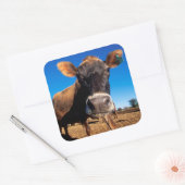 Eine Jerseykuh ist neugierig Quadratischer Aufkleber (Umschlag)