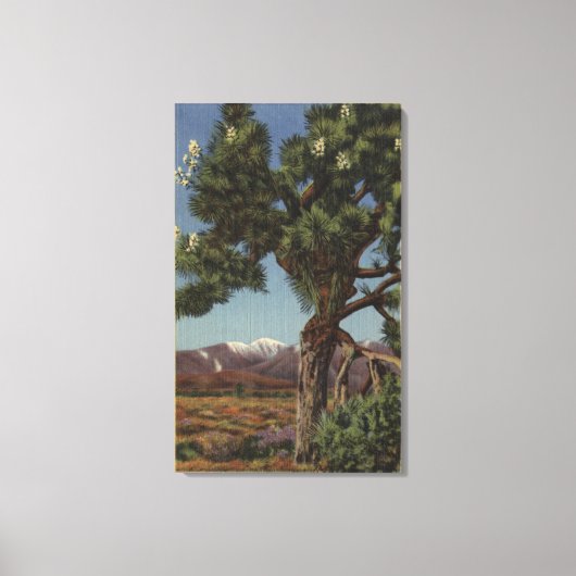 Eine Joshua-Palme in Bloom in der kalifornischen W Leinwanddruck (Vorderseite)