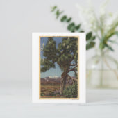 Eine Joshua-Palme in Bloom in der kalifornischen W Postkarte (Stehend Vorderseite)