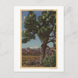 Eine Joshua-Palme in Bloom in der kalifornischen W Postkarte