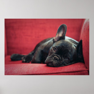Eine junge französische Bulldogge, die auf einer Poster