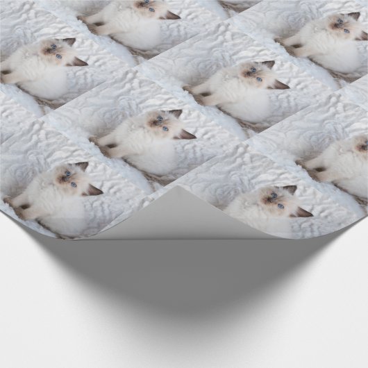 Eine junge ragdoll Katze, die auf Pelz im Stuhl Geschenkpapier (Ecke)