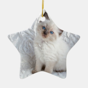 Eine junge ragdoll Katze, die auf Pelz im Stuhl Keramik Ornament