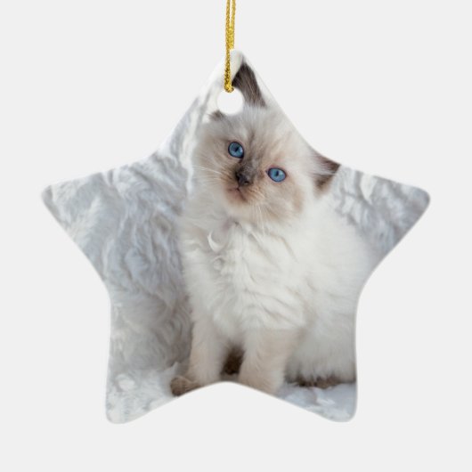 Eine junge ragdoll Katze, die auf Pelz im Stuhl Keramik Ornament (Vorne)