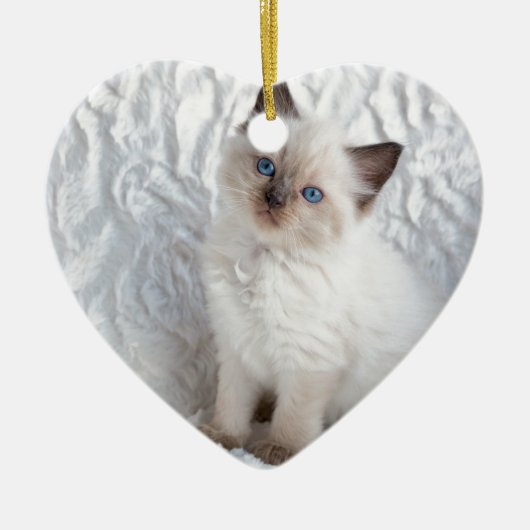 Eine junge ragdoll Katze, die auf Pelz im Stuhl Keramik Ornament (Vorne)