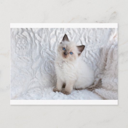 Eine junge Ragdoll Katze sitzt auf Pelz Postkarte (Vorderseite)