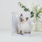 Eine junge Ragdoll Katze sitzt auf Pelz Postkarte (Stehend Vorderseite)