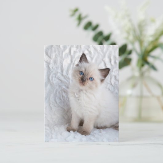 Eine junge Ragdoll Katze sitzt auf Pelz Postkarte (Stehend Vorderseite)