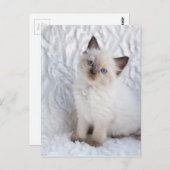Eine junge Ragdoll Katze sitzt auf Pelz Postkarte (Vorne/Hinten)