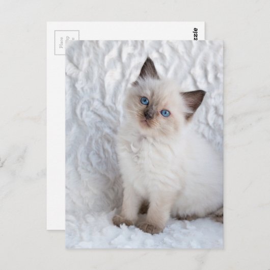 Eine junge Ragdoll Katze sitzt auf Pelz Postkarte (Vorne/Hinten)