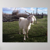 Eine junge Ziege Poster (Vorne)
