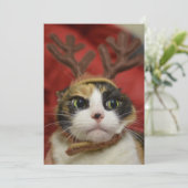 Eine Katze, die Rentiere trägt (Stehend Vorderseite)