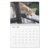 Eine Katze für jeden Saisonkalender Kalender (Mär 2027)