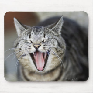 Eine Katze gähnt, Schweden. Mousepad