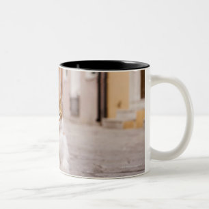 Eine Katze in den Straßen von Burano, Italien.  Zweifarbige Tasse