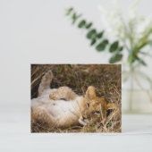 Eine Keuschenzeit Siesta Postkarte (Stehend Vorderseite)