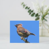 Eine klassische Cedar Waxwing Postkarte! Postkarte (Stehend Vorderseite)