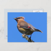 Eine klassische Cedar Waxwing Postkarte! Postkarte (Vorne/Hinten)