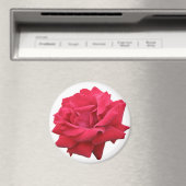Eine klassische Rote Rose Magnet (In Situ (Geschirrspüler))