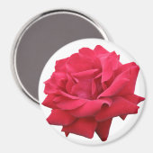 Eine klassische Rote Rose Magnet (Vorderseite/Rückseite)