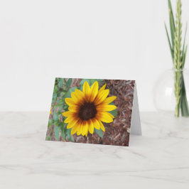Eine kleine gelbe Sonnenblume im Blumengarten