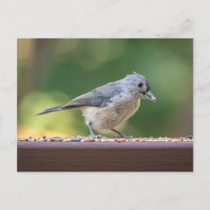Eine kleine Haubenmeise frisst Vogelfutter. Postkarte