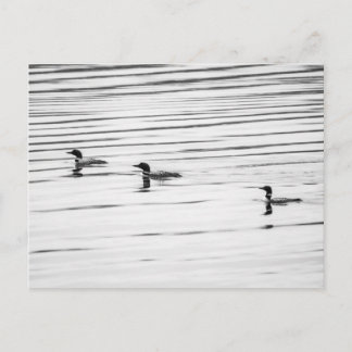 Eine kleine Loonie - Postkarte