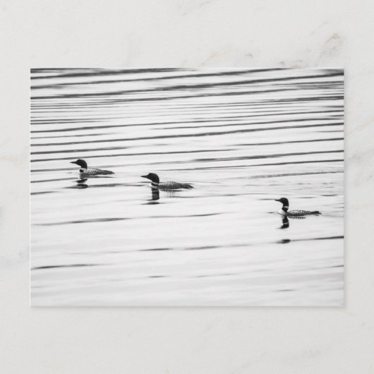 Eine kleine Loonie - Postkarte (Vorderseite)