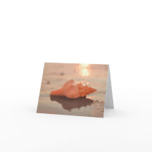 Eine kleine Sparkle Horse Conch Muschel Karte verl